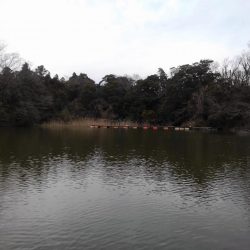 大安トラウトレイク 釣果